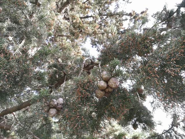 Cupressus sempervirens (cfr.)